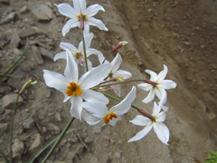 Leucocoryne coronata