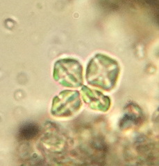 Lemmermannia tetrapedia