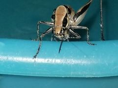 Eupholidoptera smyrnensis