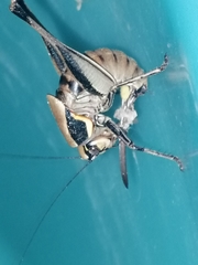 Eupholidoptera smyrnensis