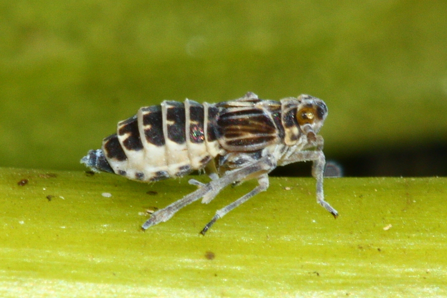 waterlily planthopper