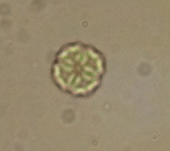 Lemmermannia tetrapedia