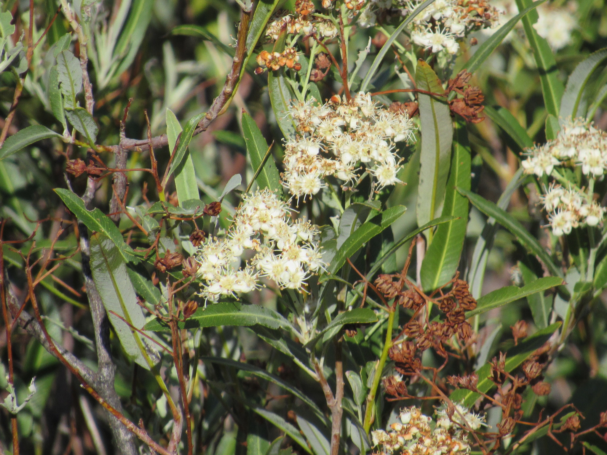 Vauquelinia californica