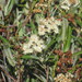 Vauquelinia californica - Photo (c) Caleb Helsel, algunos derechos reservados (CC BY-NC), subido por Caleb Helsel