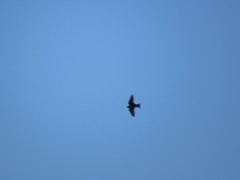 Progne subis hesperia