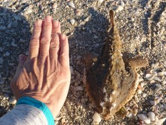 Ogcocephalus
