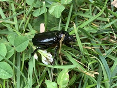 Osmoderma eremicola