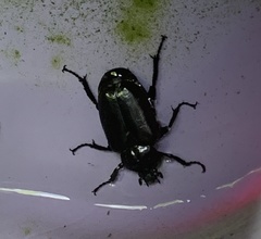 Osmoderma eremicola
