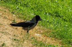 Corvus cornix