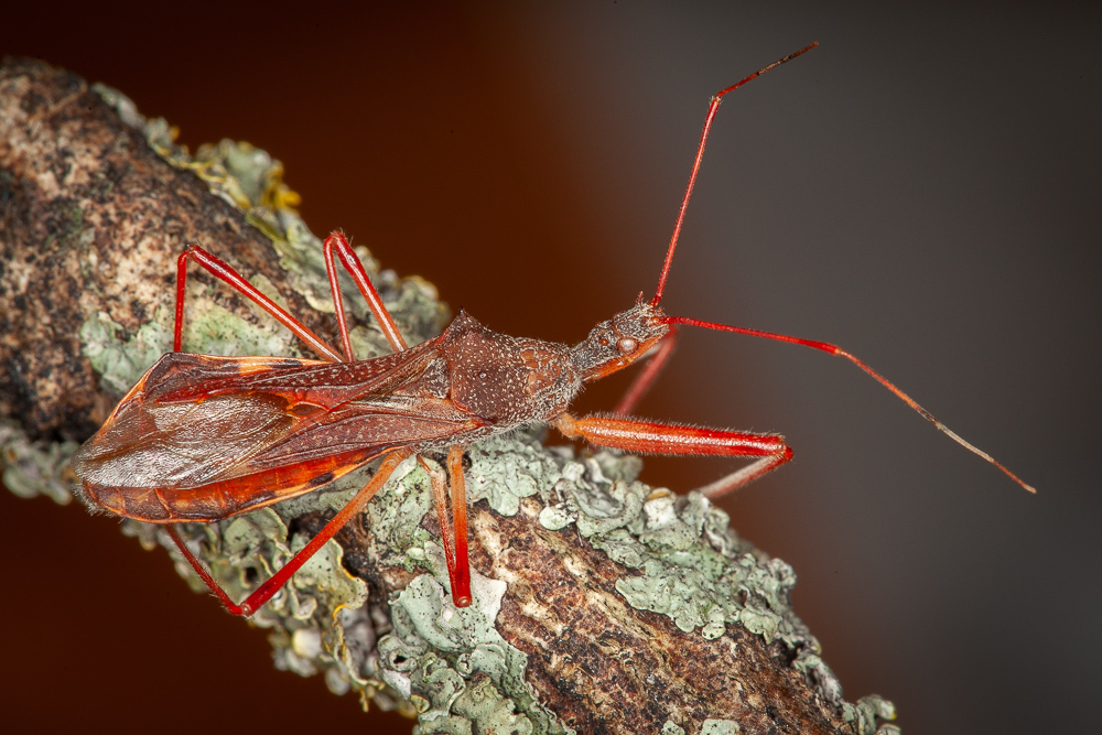 Nagusta goedelii, photo 1 of 10