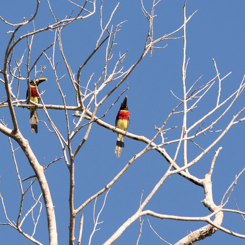 Red-necked Aracari (Eastern)
