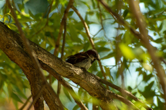 Passer domesticus