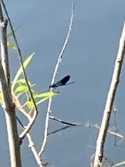 Calopteryx splendens