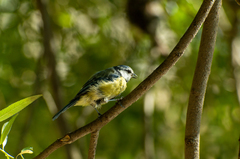 Cyanistes caeruleus