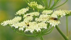Dolichovespula sylvestris