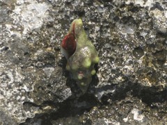 Tarantinaea lignaria