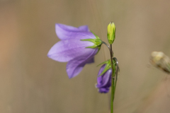 Campanula alaskana