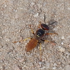 Philanthus triangulum