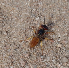 Philanthus triangulum
