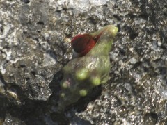 Tarantinaea lignaria