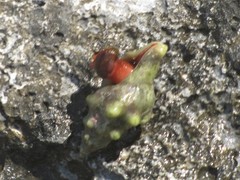 Tarantinaea lignaria