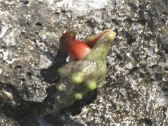 Tarantinaea lignaria