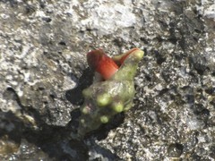 Tarantinaea lignaria