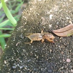 Neoscapteriscus abbreviatus