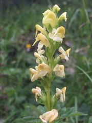 Pedicularis ascendens