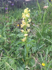 Pedicularis ascendens