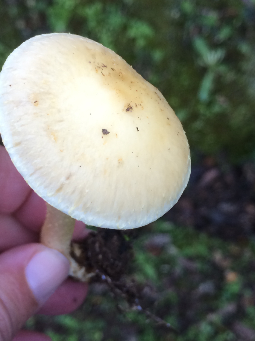 Leratiomyces percevalii image