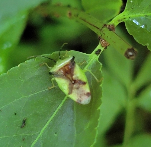 Hercules club stink bug photo 5