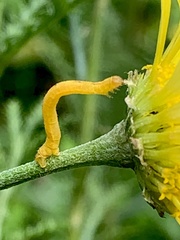 Stiria