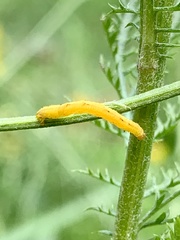 Stiria