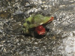 Tarantinaea lignaria