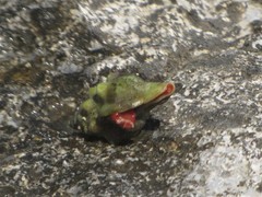 Tarantinaea lignaria