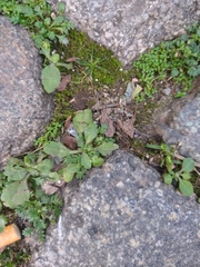 Tracheophyta