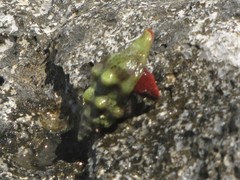 Tarantinaea lignaria