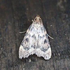 Aglossa disciferalis