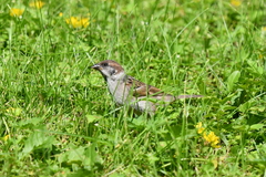 Passer montanus