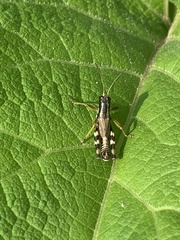 Melanoplus viridipes