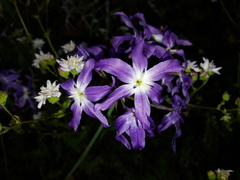 Leucocoryne violacescens