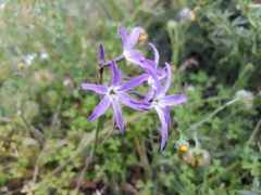 Leucocoryne violacescens