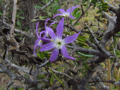 Leucocoryne violacescens