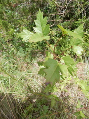 Toxicodendron radicans verrucosum