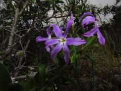Leucocoryne violacescens
