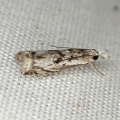 Microcrambus kimballi