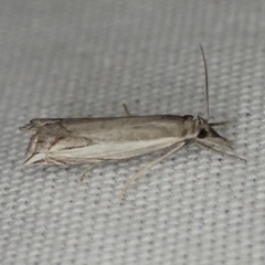 Raphiptera argillaceellus