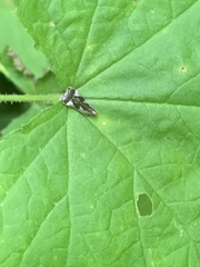 Dichomeris ochripalpella