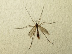 Ptychoptera albimana